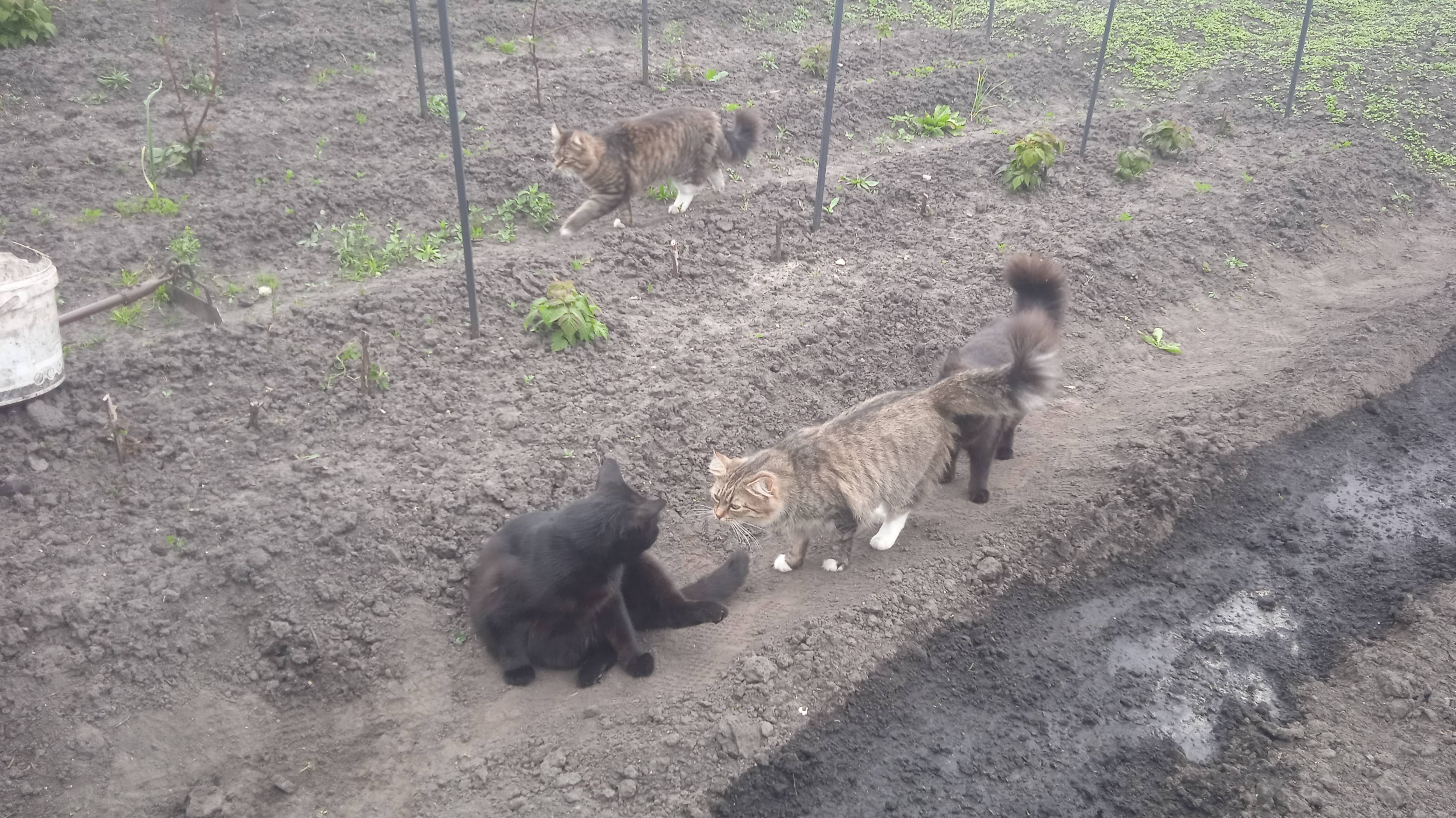 16.5.25г. Посадила КУКУРУЗУ из своих СЕМЯН   Ранних СОРТОВ!!!  Банда КОТОВ Помогает!!!