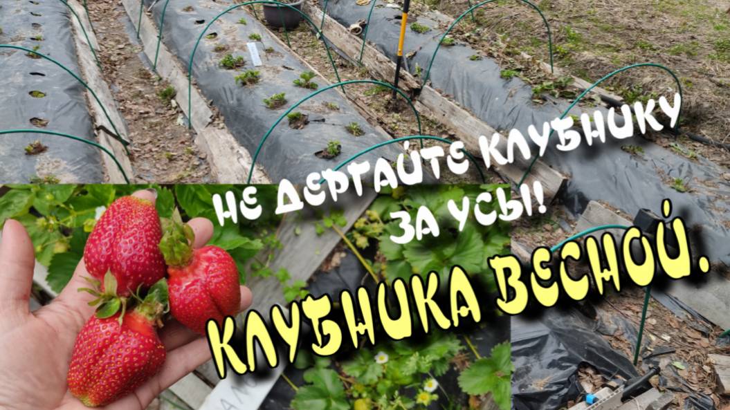 НЕ ДЕРГАЙТЕ КЛУБНИКУ ЗА УСЫ!
