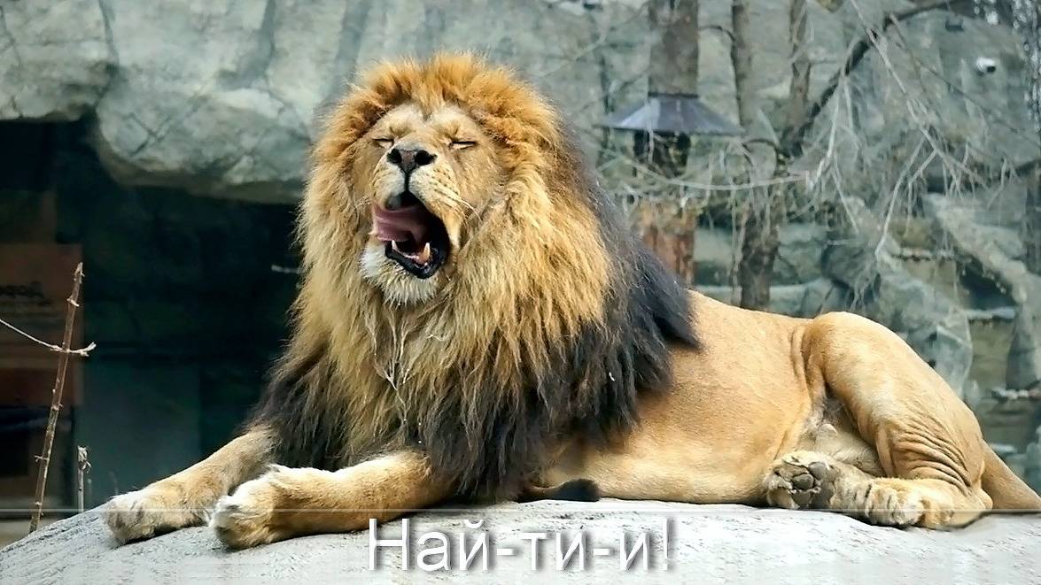 У льва Ричарда и Найти теплые объятия и счастливые моменты под ярким солнышком.