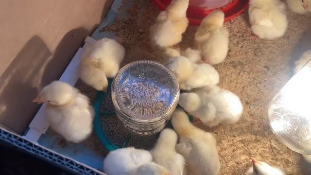 Бройлерные цыплята 3й день. 17 мая 2025г.