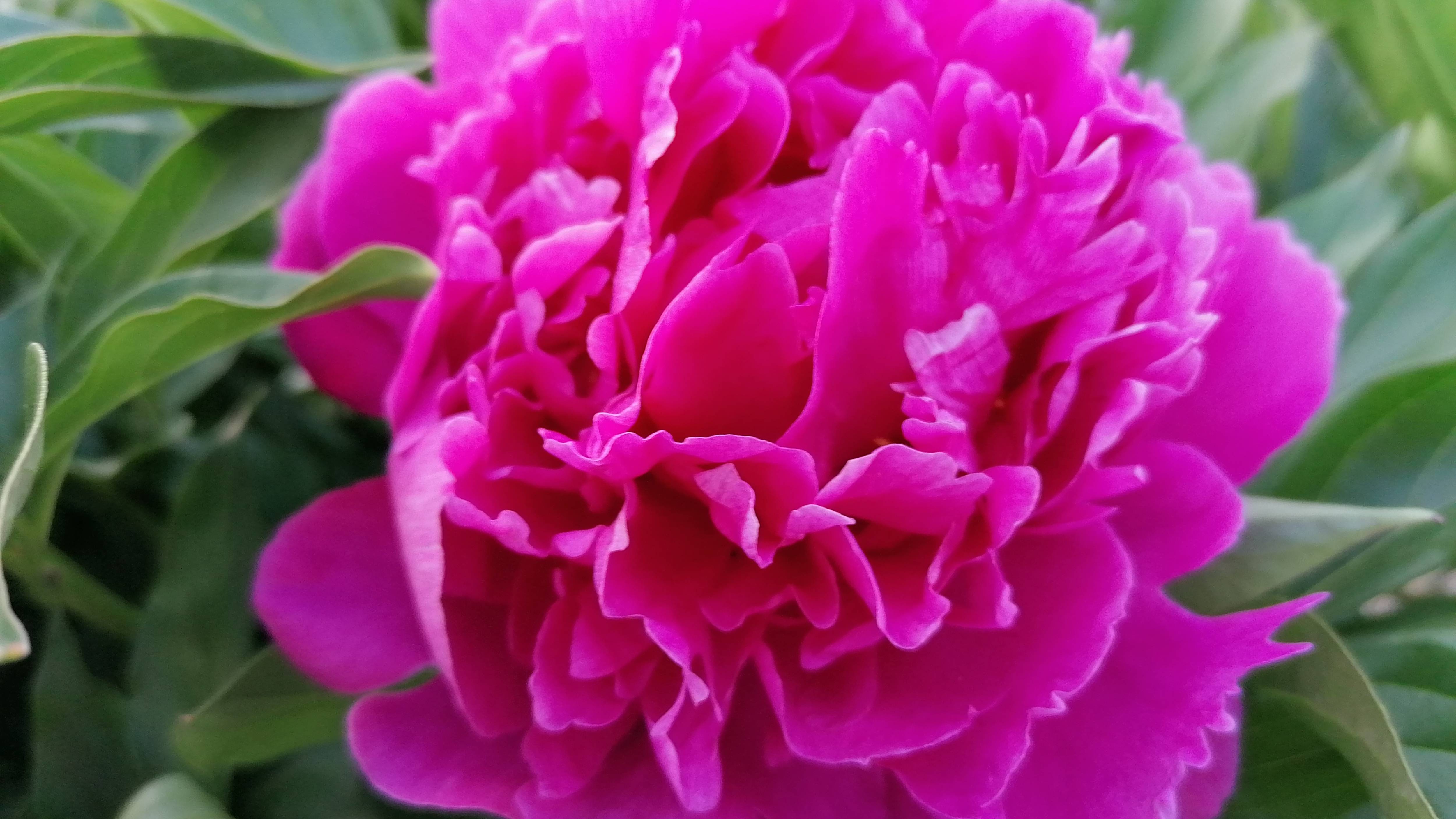 "Пионы весной: Секреты Ухода и Подкормки для Роскошного Цветения!"