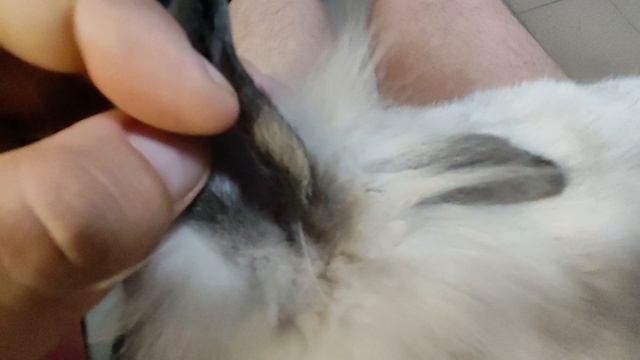 Лечу кролика Путю, что в ухе у кролика?