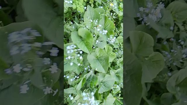 Пчёлы собирают нектар