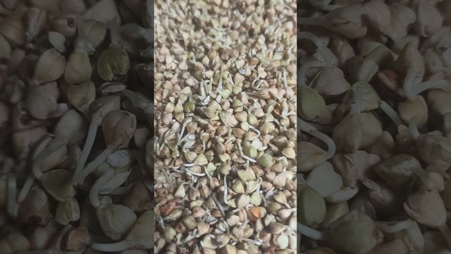 Как прорастить зелёную гречку за 12 часов #зеленаягречка гречиха греча