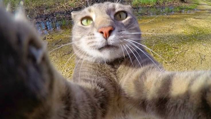 Кошак (Любимым посвящается)