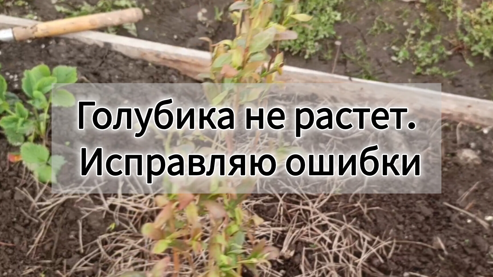 Голубика не растет. Исправляю ошибки