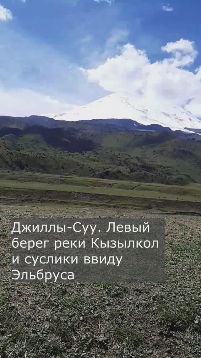 Джиллы-Суу. Левый берег реки Кызылкол и суслики  ввиду Эльбруса