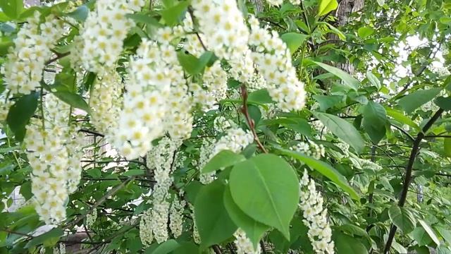 Черемуха в цвету