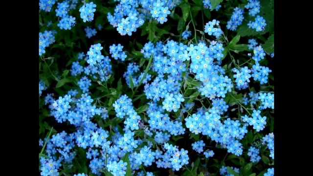 Река жизни...