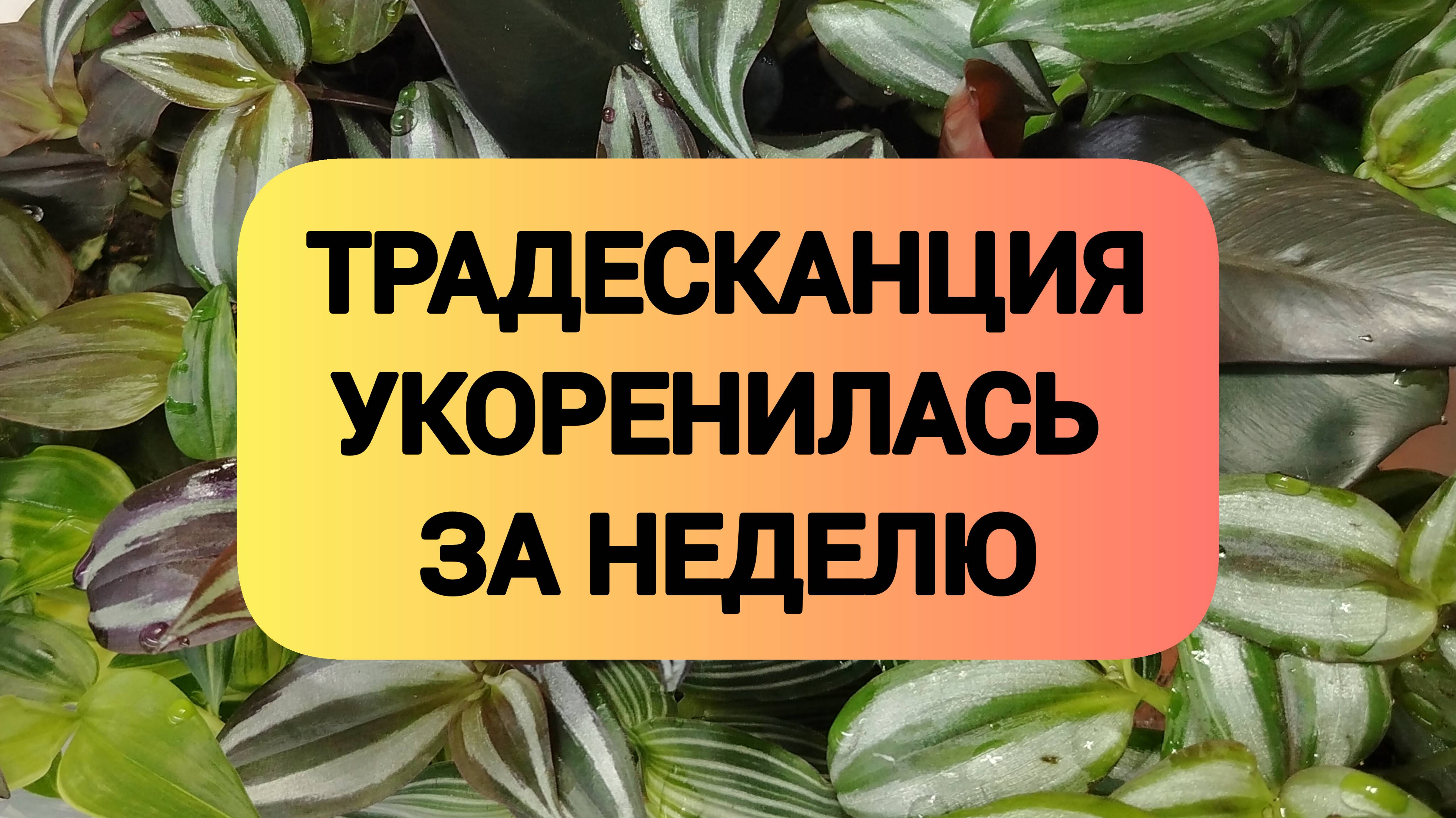 ТРАДЕСКАНЦИЯ УКОРЕНИЛАСЬ ЗА НЕДЕЛЮ