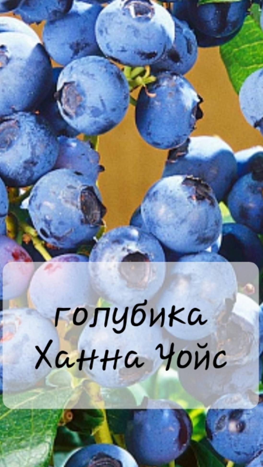 Почему краснееют листья у голубики?