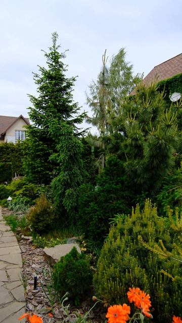 Декоративные хвойные