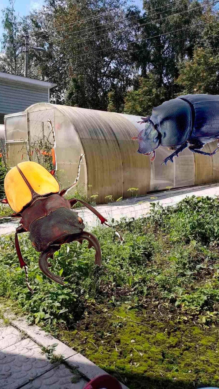 ТЛЯ и МУРАВЬИ больше не появятся. Обработка кустов смородины от вредителей