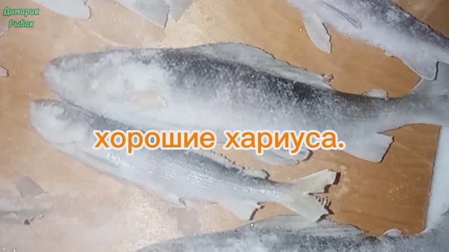 Рыбалка в Январе прошлого года.