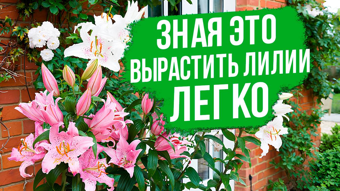Что нужно знать, чтобы вырастить ЛИЛИИ? Лучшие сорта лилий для контейнеров и открытого грунта.