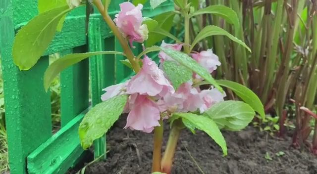 Обзор выходного дня. Дача17-18 мая 2025