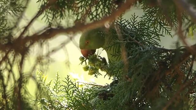 Дикий попугай ест тую