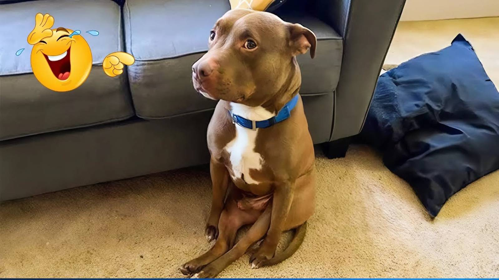 Подборка самых смешных видео с животными 😹🐶 Подборка самых смешных моментов с кошками и собаками