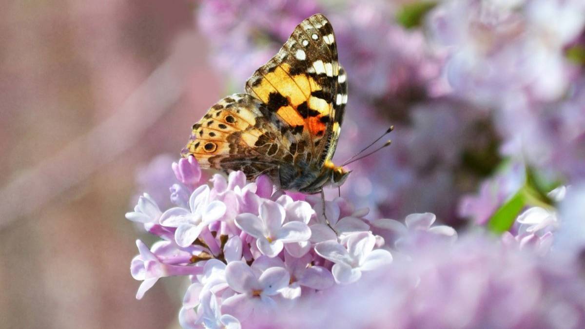 Бабочки на сирени.