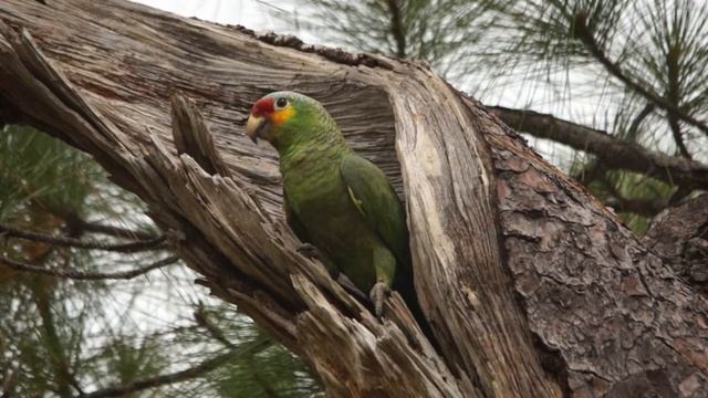 Амазон в карибской сосне