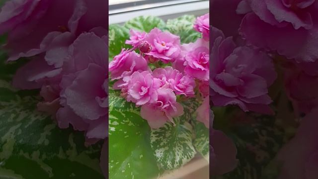 Фиалка сорта Rose Bouquet!