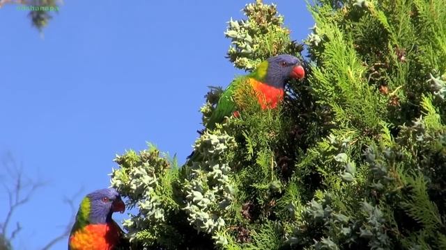 Лорикеты едят тую
PARROTS enjoying an early morning feast !!