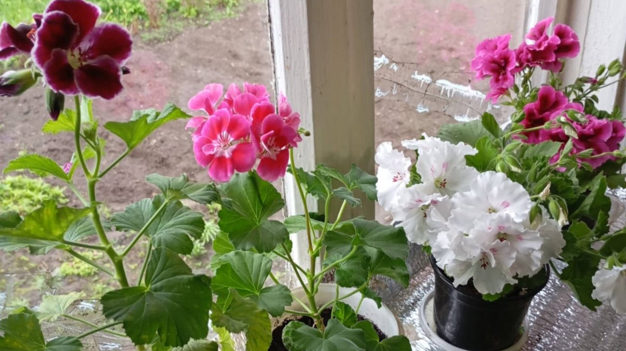 17-18. 05. 25 г. Дожди не перестают идти...моя герань😍