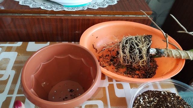 Монстера Альба, пересадочка 💞