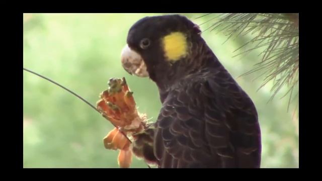 Какаду ест шишку
Yellow-tailed black cockatoo - Tasmania