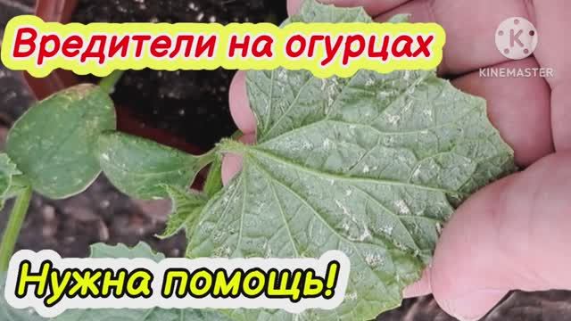 Вредители на огурцах. Нужна помощь!