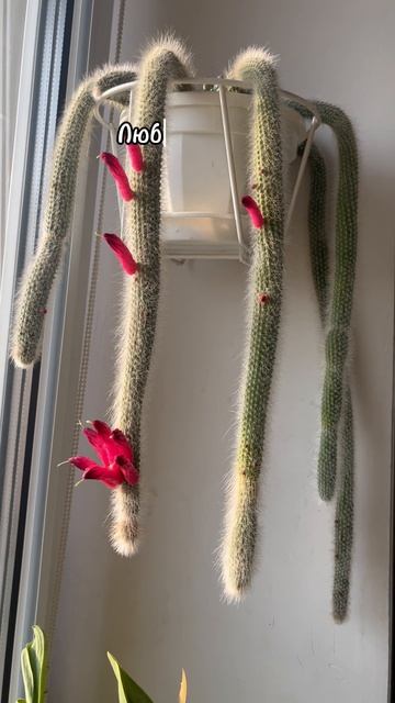 Клейстокактус