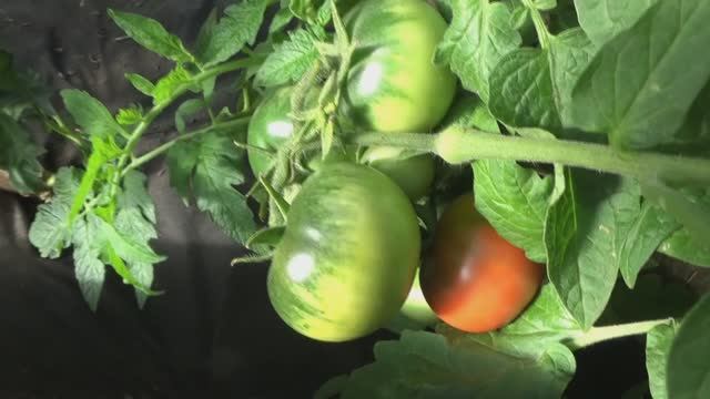 Первым поспел в теплице томат Салатная Бомба! В середине мая! Подробно об этом сорте.