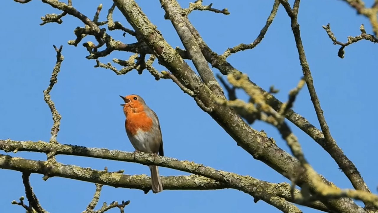 Как поет малиновка.