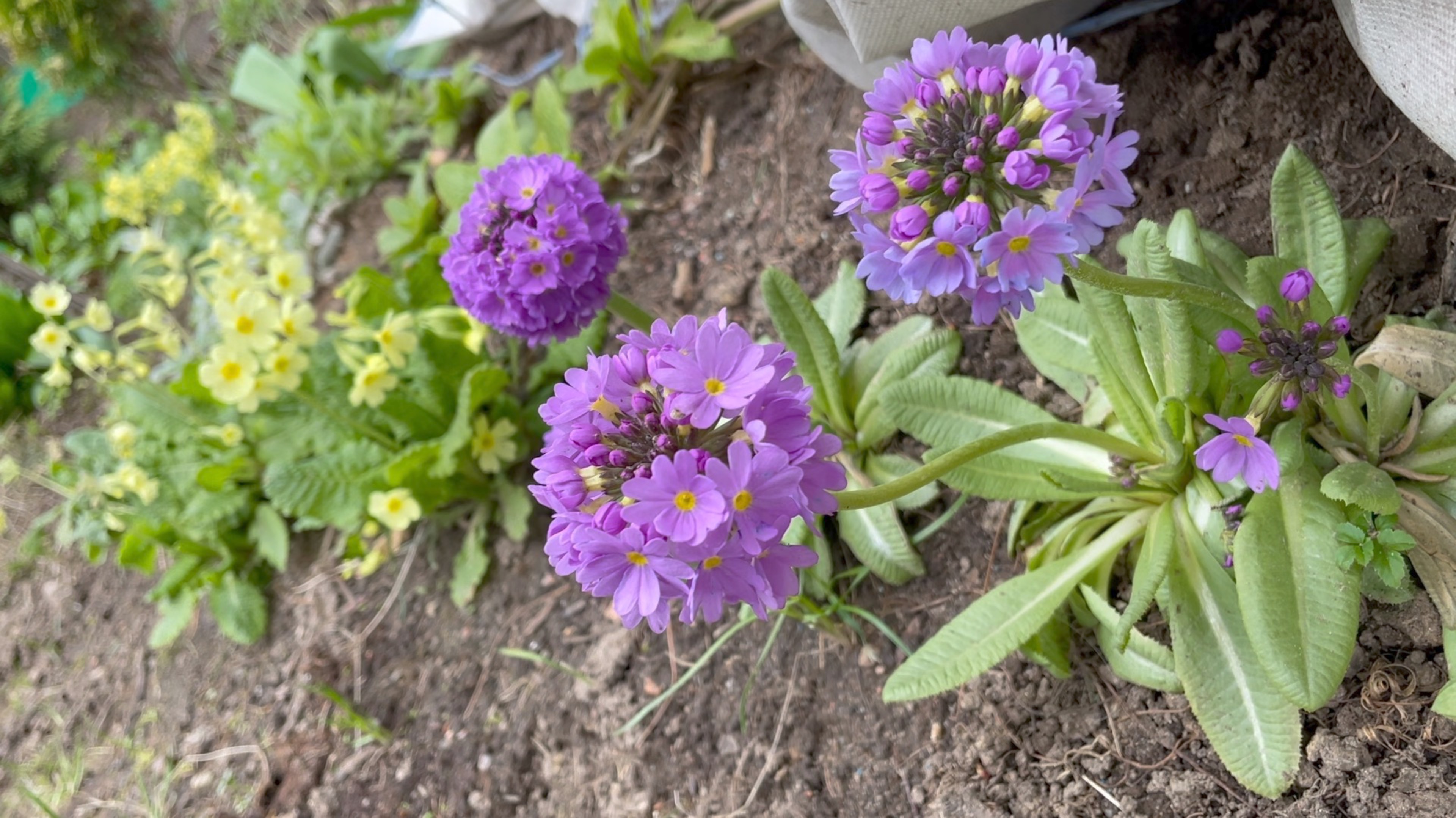 Май в Саду 10 мая 2025