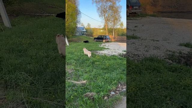 Четвероногие сотрудники anzl.ru на объекте.