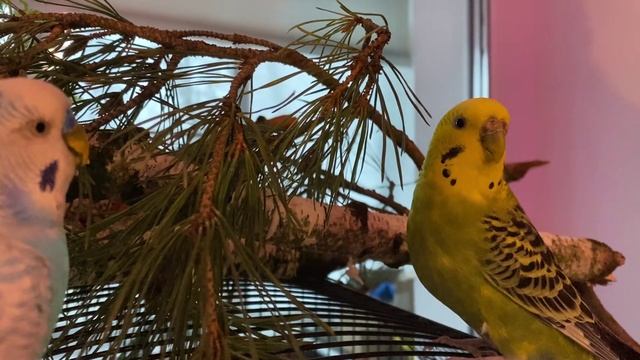 Мои попугаи едят сосну