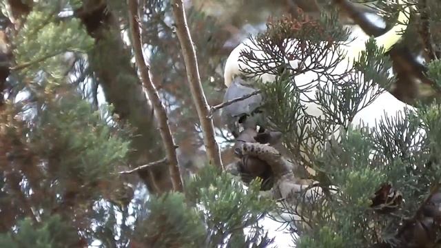 Какаду ест смолянистые плоды хвои
Cockatoos Eating Callitris Nuts