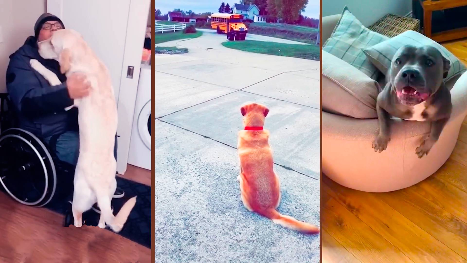 Собаки радуются возвращению хозяина❤️