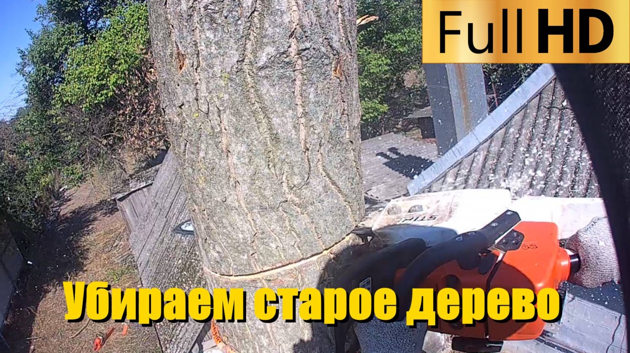 Убираем старое дерево грецкого ореха | Спил деревьев в Краснодарском крае