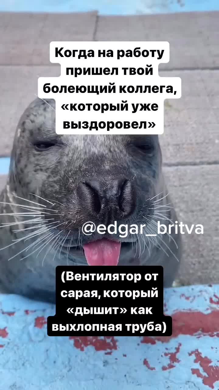 Морской котик сопливит