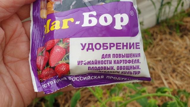 Определяем проблему томатов и исправляем. Верхушка скручивается, листья становятся светлые, тонкие.