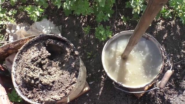 Подкормка чеснока весной