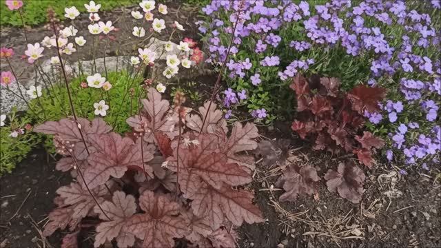 Сад-огород. Май 2025