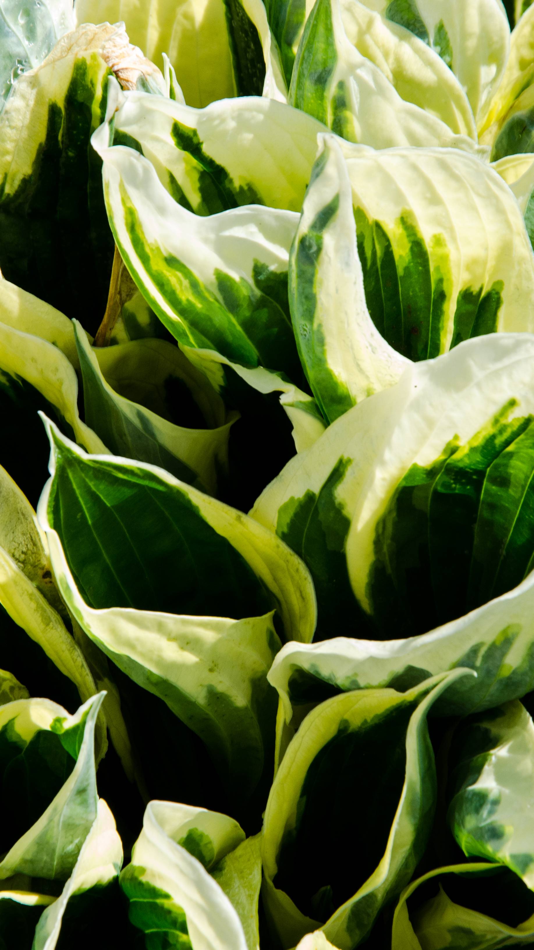 Хоста в саду