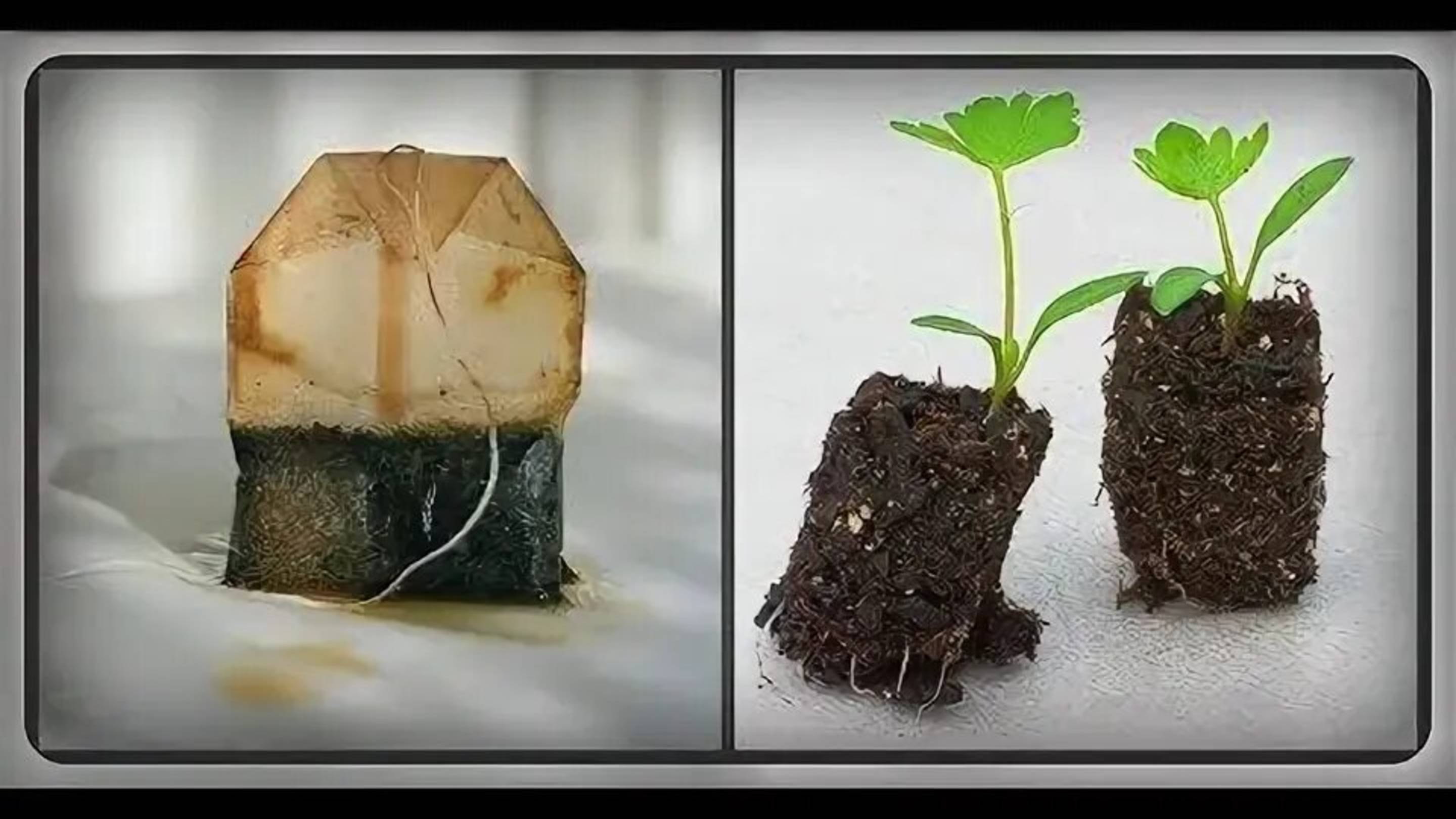 Не выбрасывайте пакетик из под чая!