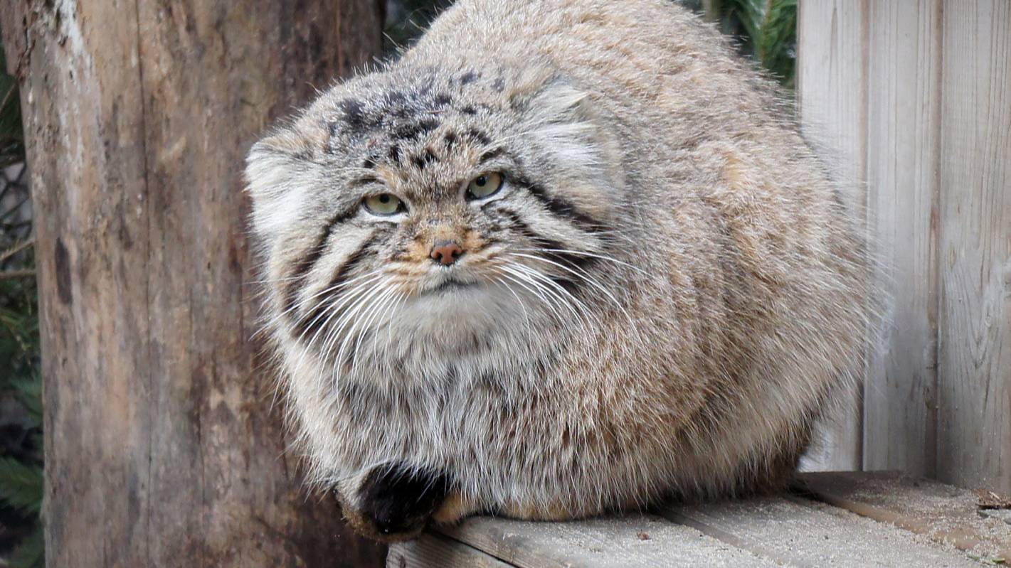 Не подходите слишком близко! Я манул вам, а не киска!