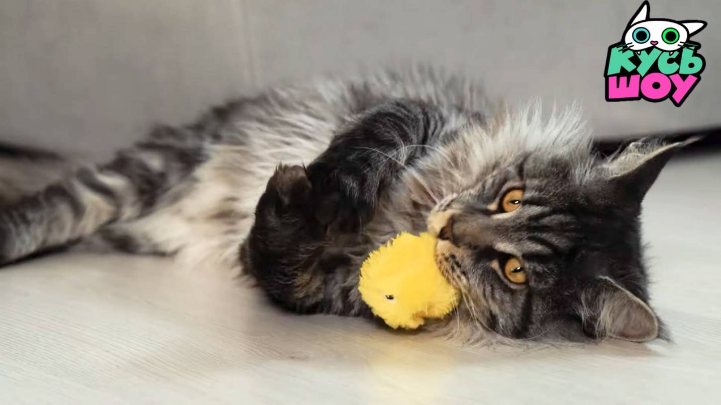 Игры и игрушки для котеек — Кусь-шоу — Весёлое время для пушистых друзей