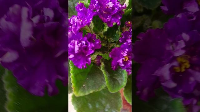 Фиалка РМ-Хрустальный Водопад!