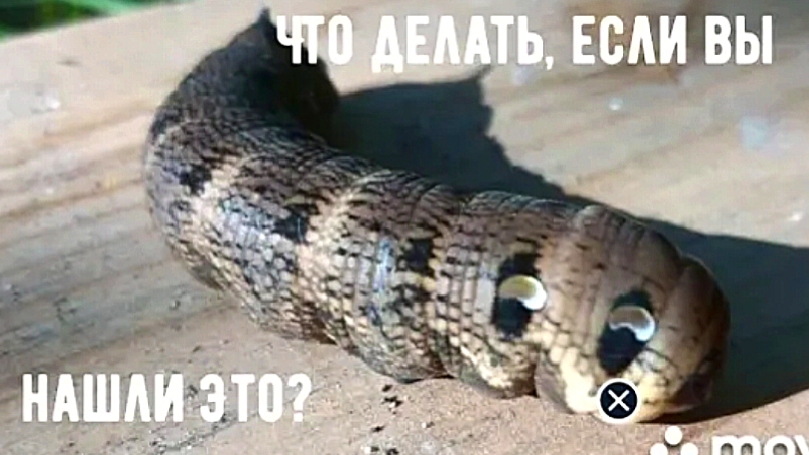 Не спешите пугаться! Лучше посмотрите до конца.