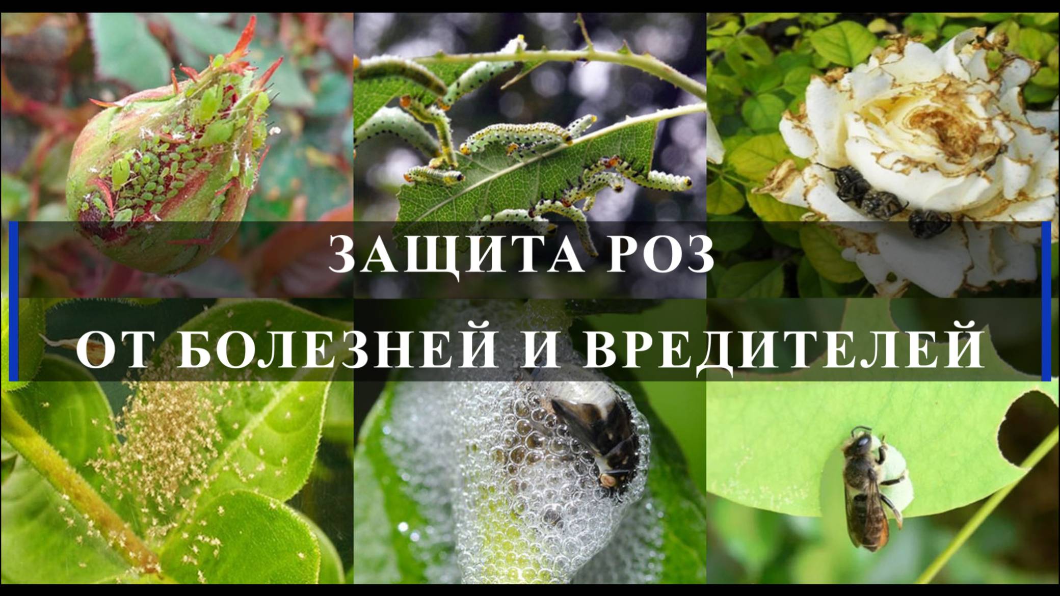 ЗАЩИТА РОЗ ОТ БОЛЕЗНЕЙ И ВРЕДИТЕЛЕЙ